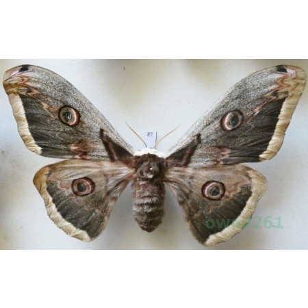 Saturnia pyri (Denis & Schiffermüller, 1775) female Pawica gruszówka Croatia 108mm87